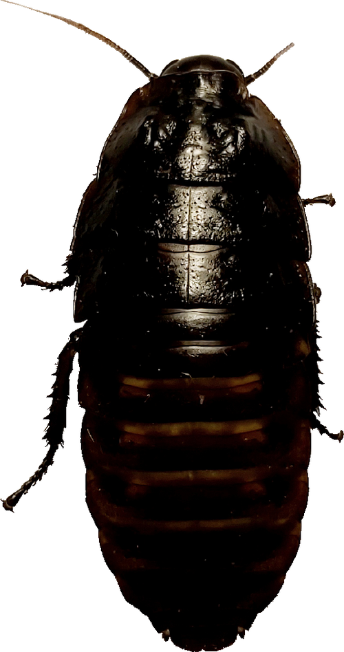Roach Printing