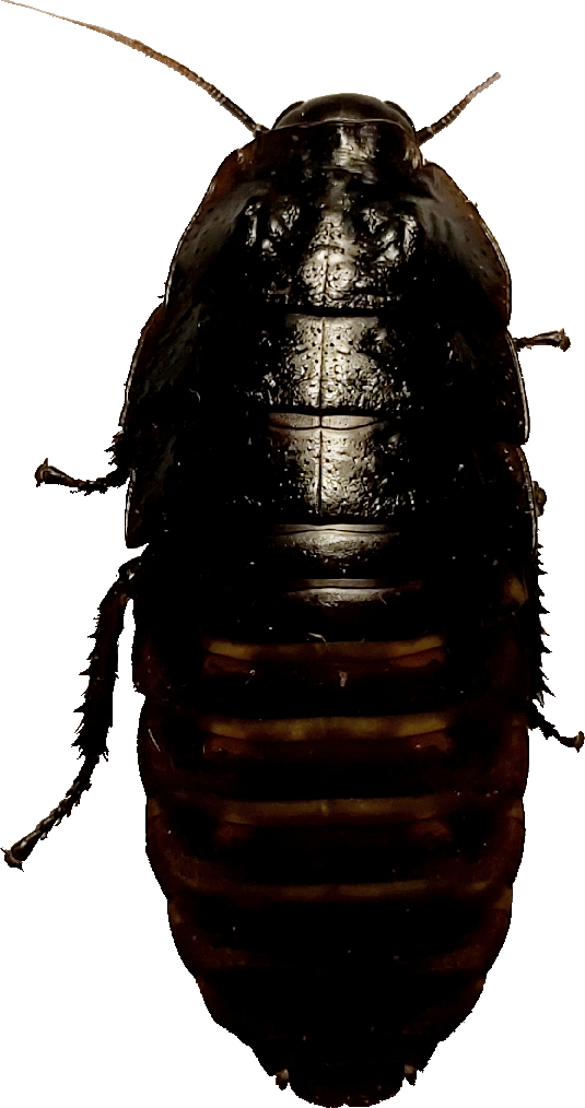 Roach Printing